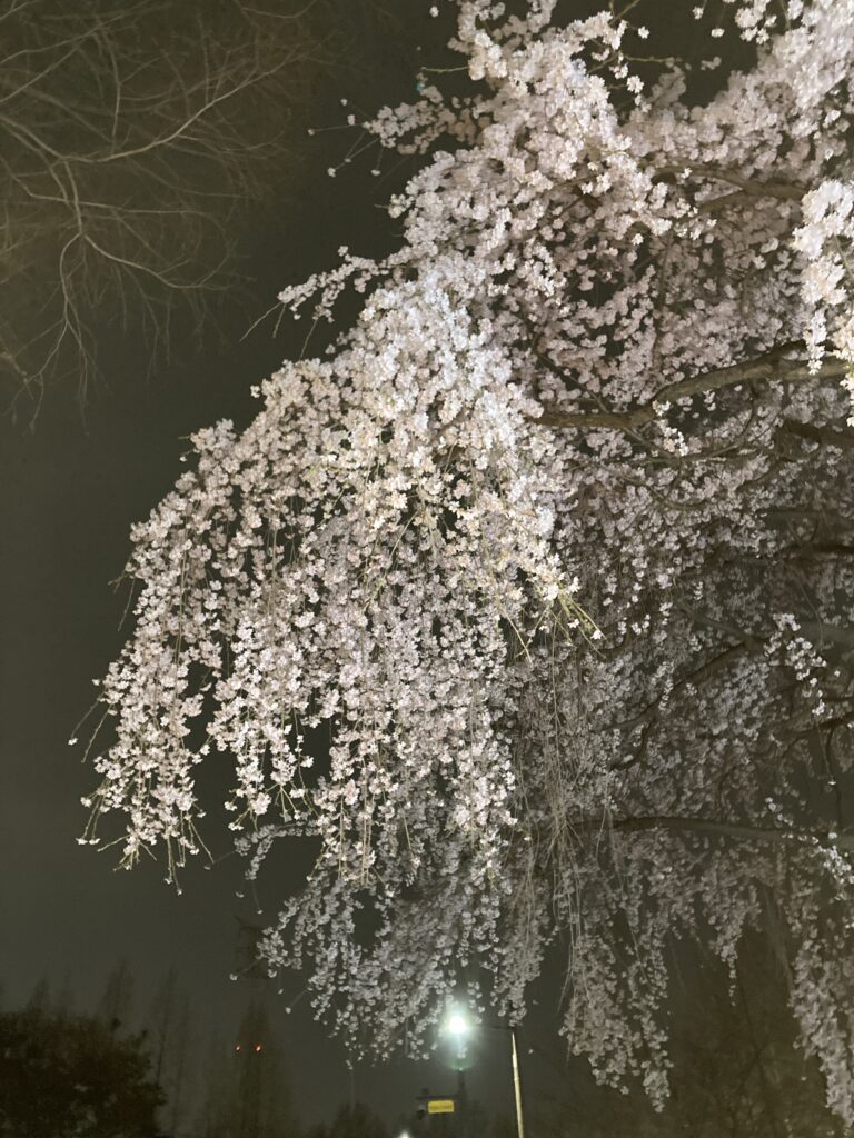 Seonyudo Park: A Hidden Cherry Blossom Gem in Seoul (Away from Crowds)