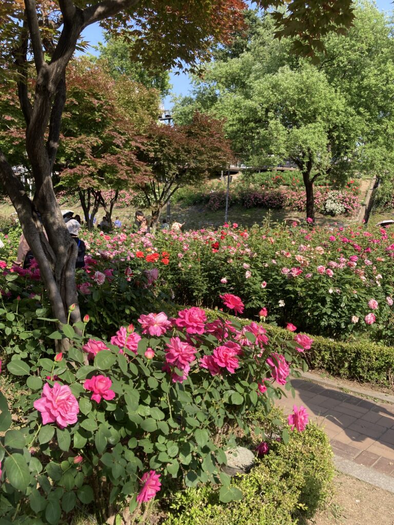 Discovering Seoul’s Hidden Architecture & May Rose Festival